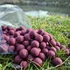 Kép 1/8 - Áfonya-Tintahal 24mm / 2kg-os kiszerelés