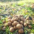 Kép 3/9 - Banán-Kagyló 24mm / 2kg-os kiszerelés
