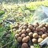 Kép 1/9 - Banán-Kagyló 24mm / 2kg-os kiszerelés