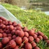 Kép 1/9 - Fűszeres 24mm / 2kg-os kiszerelés
