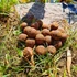 Kép 4/6 - Tigrismogyoró 20mm / 2kg-os kiszerelés