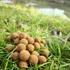 Kép 2/6 - Tigrismogyoró 20mm / 2kg-os kiszerelés