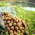 Kép 1/6 - Tigrismogyoró 20mm / 2kg-os kiszerelés
