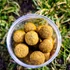 Kép 1/2 - Tigrismogyoró - WAFTERS - 24mm 150g