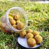 Kép 2/2 - Tigrismogyoró - WAFTERS - 24mm 150g